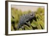 Namaqua Chameleon (Chamaeleo Namaquensis), Namibia, Africa-Thorsten Milse-Framed Photographic Print