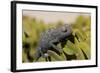 Namaqua Chameleon (Chamaeleo Namaquensis), Namibia, Africa-Thorsten Milse-Framed Photographic Print