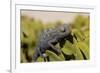 Namaqua Chameleon (Chamaeleo Namaquensis), Namibia, Africa-Thorsten Milse-Framed Photographic Print