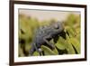 Namaqua Chameleon (Chamaeleo Namaquensis), Namibia, Africa-Thorsten Milse-Framed Photographic Print