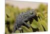 Namaqua Chameleon (Chamaeleo Namaquensis), Namibia, Africa-Thorsten Milse-Mounted Photographic Print