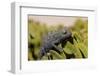 Namaqua Chameleon (Chamaeleo Namaquensis), Namibia, Africa-Thorsten Milse-Framed Photographic Print