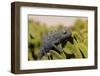 Namaqua Chameleon (Chamaeleo Namaquensis), Namibia, Africa-Thorsten Milse-Framed Premium Photographic Print