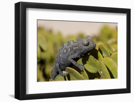 Namaqua Chameleon (Chamaeleo Namaquensis), Namibia, Africa-Thorsten Milse-Framed Premium Photographic Print