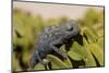 Namaqua Chameleon (Chamaeleo Namaquensis), Namibia, Africa-Thorsten Milse-Mounted Premium Photographic Print