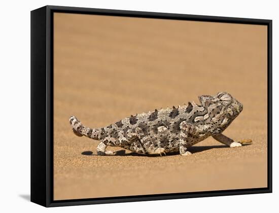 Namaqua Chameleon (Chamaeleo Namaquensis) Walks on Reddish Sand Dune, Namib Desert, Namibia, Africa-Kim Walker-Framed Stretched Canvas