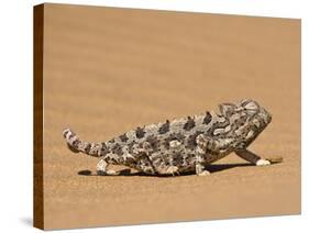 Namaqua Chameleon (Chamaeleo Namaquensis) Walks on Reddish Sand Dune, Namib Desert, Namibia, Africa-Kim Walker-Stretched Canvas