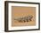 Namaqua Chameleon (Chamaeleo Namaquensis) Walks on Reddish Sand Dune, Namib Desert, Namibia, Africa-Kim Walker-Framed Photographic Print