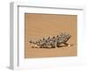 Namaqua Chameleon (Chamaeleo Namaquensis) Walks on Reddish Sand Dune, Namib Desert, Namibia, Africa-Kim Walker-Framed Photographic Print