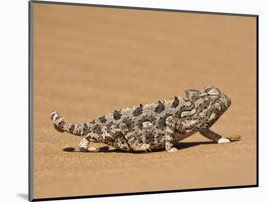 Namaqua Chameleon (Chamaeleo Namaquensis) Walks on Reddish Sand Dune, Namib Desert, Namibia, Africa-Kim Walker-Mounted Photographic Print