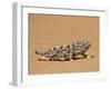 Namaqua Chameleon (Chamaeleo Namaquensis) Walks on Reddish Sand Dune, Namib Desert, Namibia, Africa-Kim Walker-Framed Photographic Print