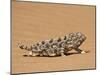 Namaqua Chameleon (Chamaeleo Namaquensis) Walks on Reddish Sand Dune, Namib Desert, Namibia, Africa-Kim Walker-Mounted Photographic Print