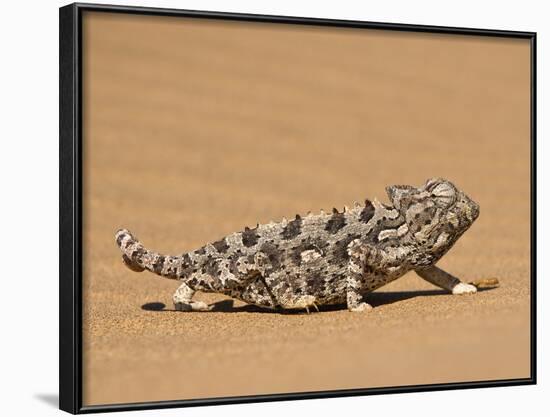 Namaqua Chameleon (Chamaeleo Namaquensis) Walks on Reddish Sand Dune, Namib Desert, Namibia, Africa-Kim Walker-Framed Photographic Print