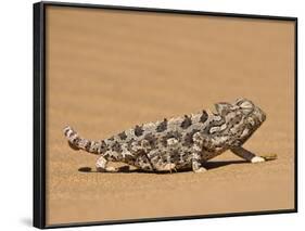 Namaqua Chameleon (Chamaeleo Namaquensis) Walks on Reddish Sand Dune, Namib Desert, Namibia, Africa-Kim Walker-Framed Photographic Print