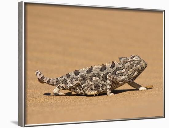 Namaqua Chameleon (Chamaeleo Namaquensis) Walks on Reddish Sand Dune, Namib Desert, Namibia, Africa-Kim Walker-Framed Photographic Print