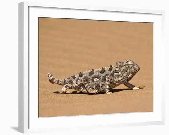 Namaqua Chameleon (Chamaeleo Namaquensis) Walks on Reddish Sand Dune, Namib Desert, Namibia, Africa-Kim Walker-Framed Photographic Print