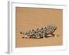 Namaqua Chameleon (Chamaeleo Namaquensis) Walks on Reddish Sand Dune, Namib Desert, Namibia, Africa-Kim Walker-Framed Photographic Print