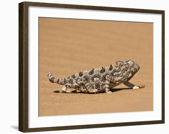 Namaqua Chameleon (Chamaeleo Namaquensis) Walks on Reddish Sand Dune, Namib Desert, Namibia, Africa-Kim Walker-Framed Photographic Print