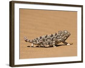 Namaqua Chameleon (Chamaeleo Namaquensis) Walks on Reddish Sand Dune, Namib Desert, Namibia, Africa-Kim Walker-Framed Photographic Print