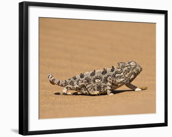 Namaqua Chameleon (Chamaeleo Namaquensis) Walks on Reddish Sand Dune, Namib Desert, Namibia, Africa-Kim Walker-Framed Photographic Print