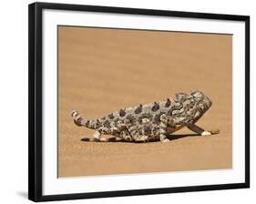 Namaqua Chameleon (Chamaeleo Namaquensis) Walks on Reddish Sand Dune, Namib Desert, Namibia, Africa-Kim Walker-Framed Photographic Print