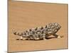 Namaqua Chameleon (Chamaeleo Namaquensis) Walks on Reddish Sand Dune, Namib Desert, Namibia, Africa-Kim Walker-Mounted Photographic Print