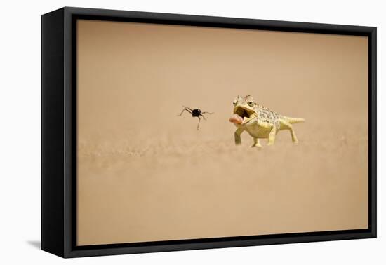 Namaqua Chameleon Hunting a Dune Beetle-null-Framed Stretched Canvas