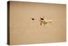 Namaqua Chameleon Hunting a Dune Beetle-null-Stretched Canvas