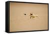 Namaqua Chameleon Hunting a Dune Beetle-null-Framed Stretched Canvas