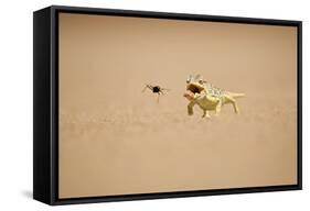 Namaqua Chameleon Hunting a Dune Beetle-null-Framed Stretched Canvas