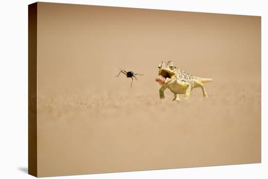 Namaqua Chameleon Hunting a Dune Beetle-null-Stretched Canvas