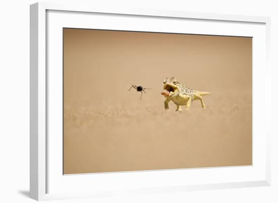 Namaqua Chameleon Hunting a Dune Beetle-null-Framed Photographic Print