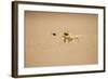 Namaqua Chameleon Hunting a Dune Beetle-null-Framed Photographic Print