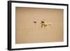 Namaqua Chameleon Hunting a Dune Beetle-null-Framed Photographic Print