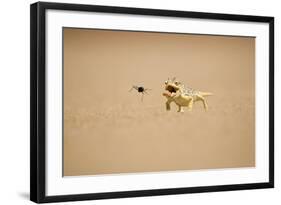 Namaqua Chameleon Hunting a Dune Beetle-null-Framed Photographic Print