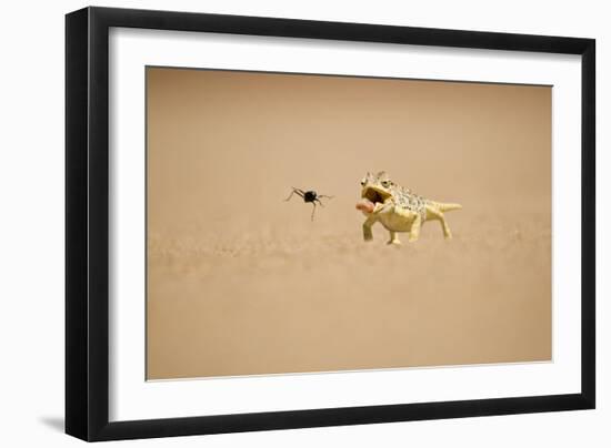 Namaqua Chameleon Hunting a Dune Beetle-null-Framed Photographic Print