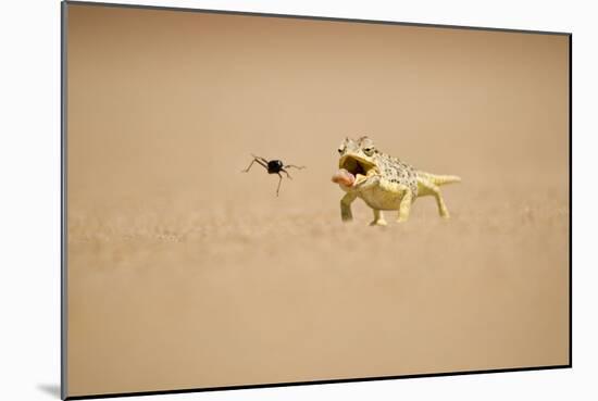 Namaqua Chameleon Hunting a Dune Beetle-null-Mounted Photographic Print