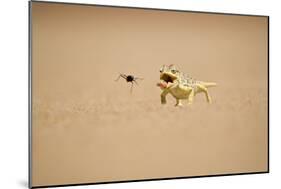Namaqua Chameleon Hunting a Dune Beetle-null-Mounted Photographic Print