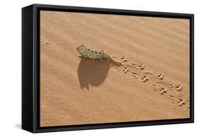 Namaqua Chameleon Leaving Trail in Sand-null-Framed Stretched Canvas