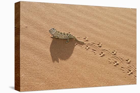 Namaqua Chameleon Leaving Trail in Sand-null-Stretched Canvas