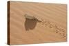 Namaqua Chameleon Leaving Trail in Sand-null-Stretched Canvas