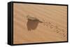 Namaqua Chameleon Leaving Trail in Sand-null-Framed Stretched Canvas