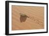 Namaqua Chameleon Leaving Trail in Sand-null-Framed Premium Photographic Print