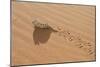 Namaqua Chameleon Leaving Trail in Sand-null-Mounted Premium Photographic Print