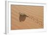 Namaqua Chameleon Leaving Trail in Sand-null-Framed Photographic Print