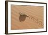 Namaqua Chameleon Leaving Trail in Sand-null-Framed Photographic Print