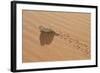 Namaqua Chameleon Leaving Trail in Sand-null-Framed Photographic Print