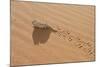 Namaqua Chameleon Leaving Trail in Sand-null-Mounted Photographic Print