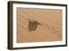 Namaqua Chameleon Leaving Trail in Sand-null-Framed Photographic Print