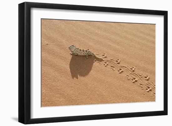 Namaqua Chameleon Leaving Trail in Sand-null-Framed Photographic Print